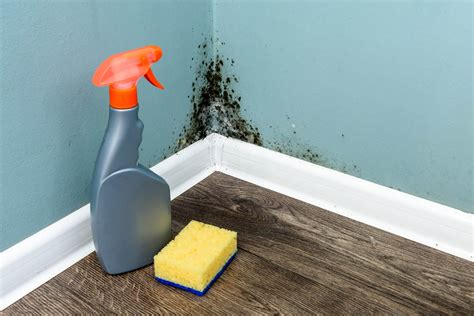 black mold in the workplace